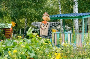 Осенний урожай