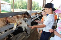 Погружение в сельскую жизнь: мы на козьей ферме «Мери Милк».